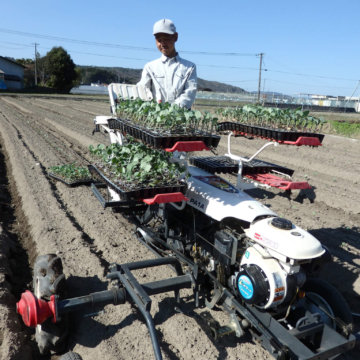 ブロッコリー定植