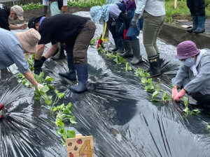 サツマイモの定植