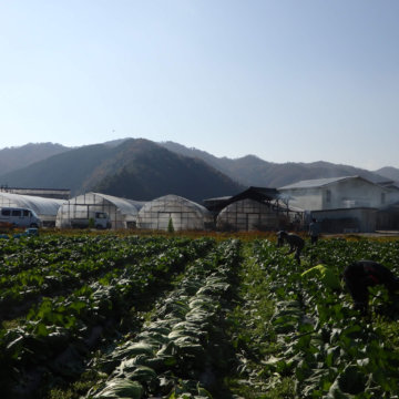 広島菜の収穫