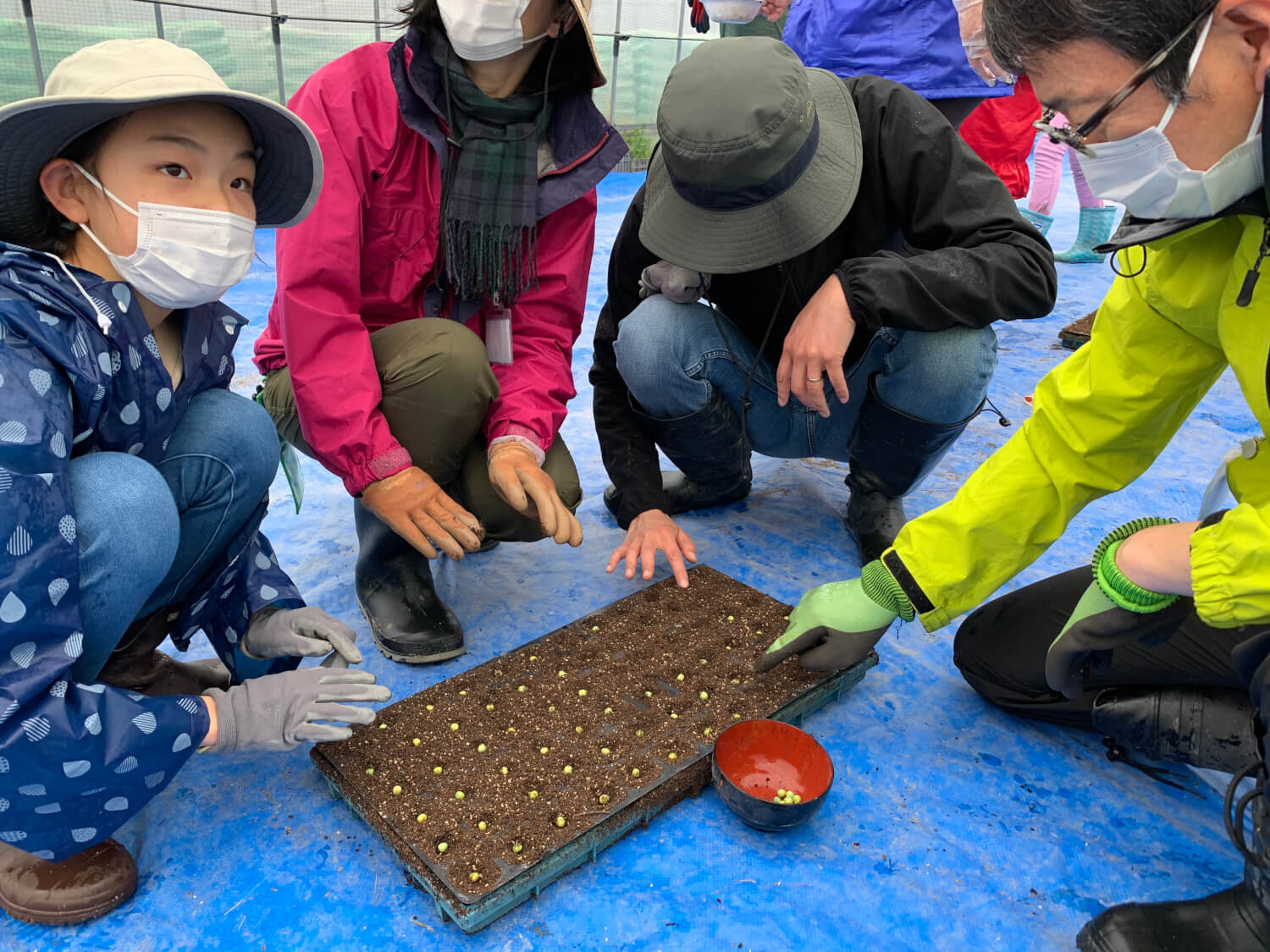 サヤエンドウの播種