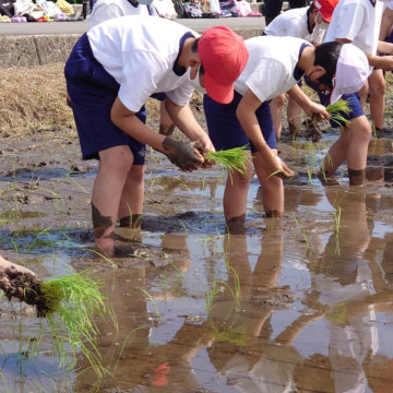 甲田小学校5年生の田植え体験