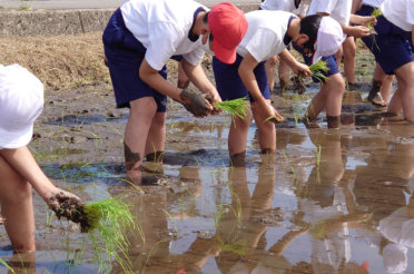 甲田小学校5年生の田植え体験