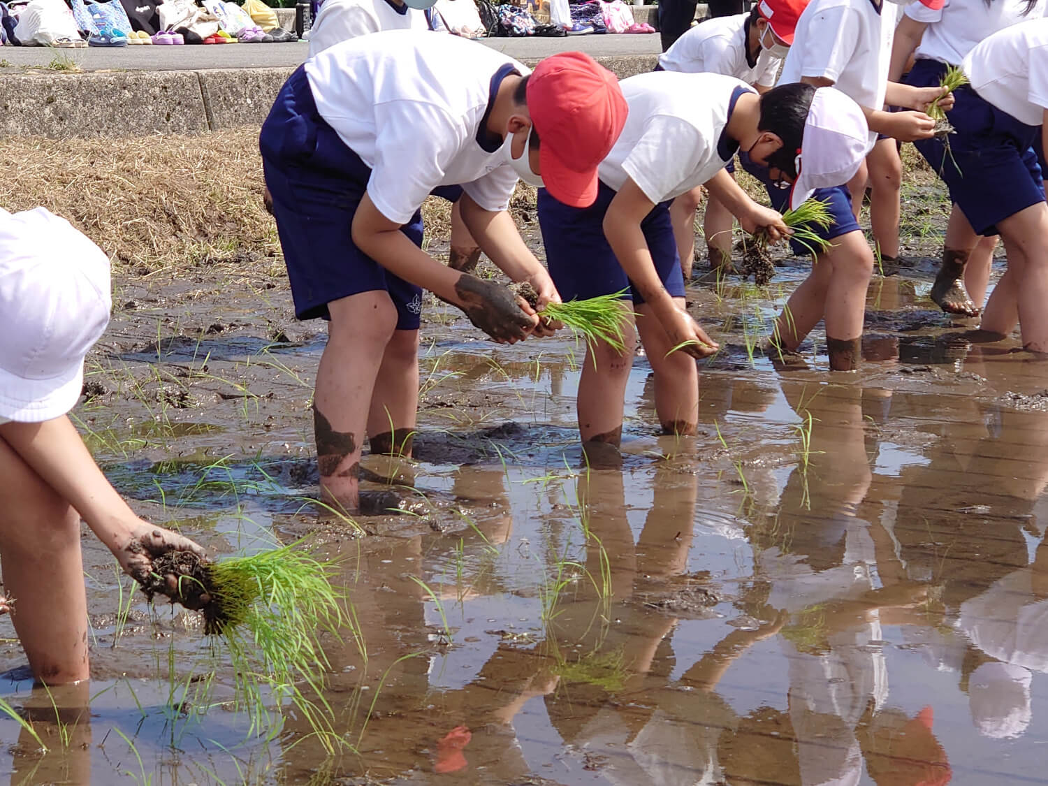 田植え体験-3