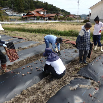 レタス定植。