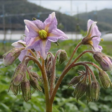 ジャガイモの花