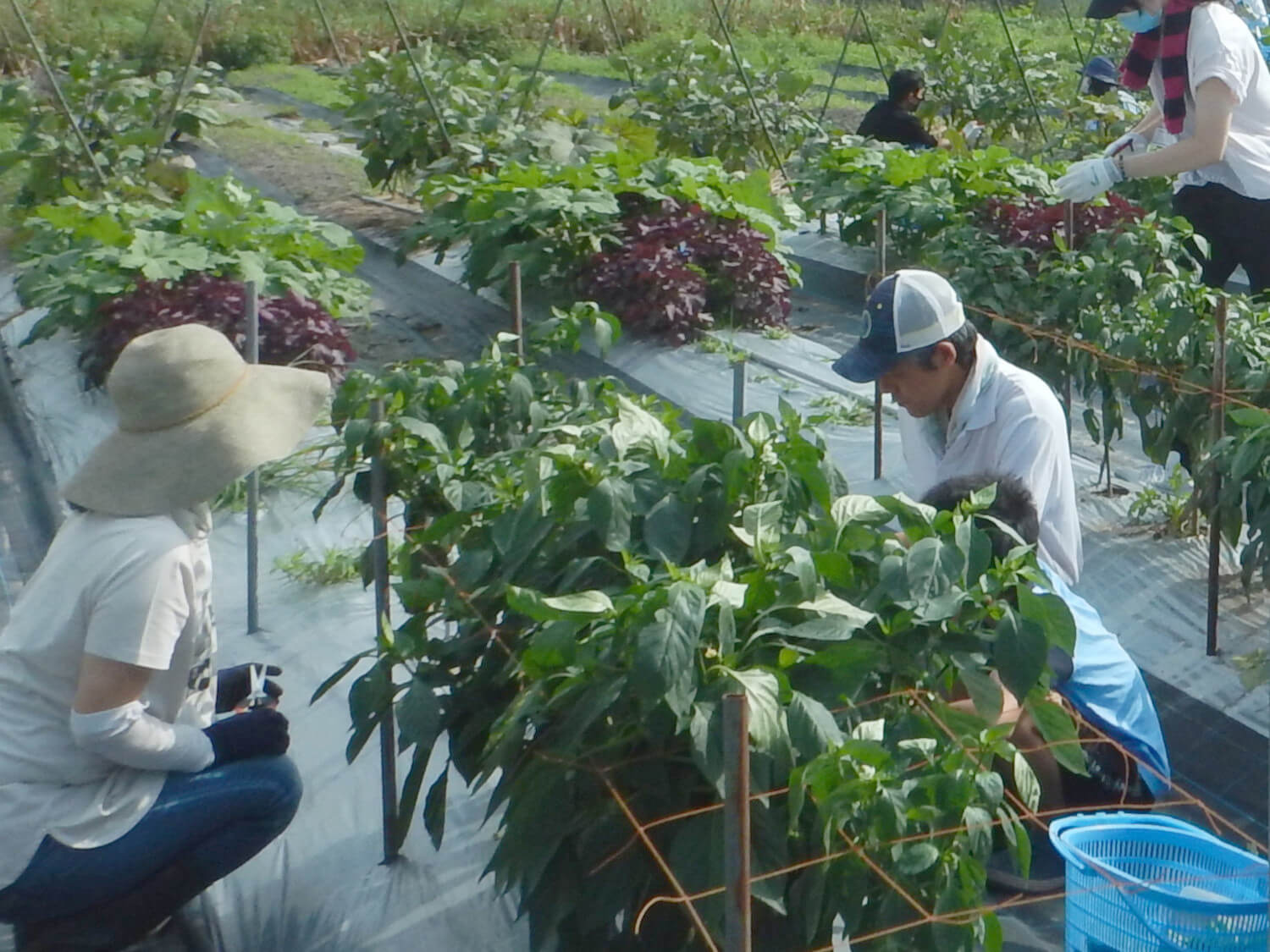 夏野菜の収穫