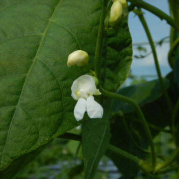 インゲンの花