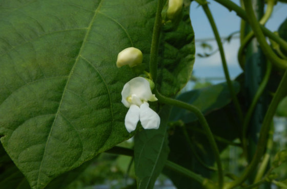 インゲンの花