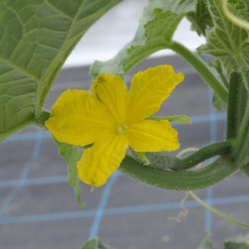 キュウリの花