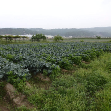 ブロッコリー収穫はじまりました。